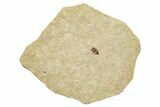 Detailed Fossil Diving Beetle (Dytiscidae) - France #254452-1